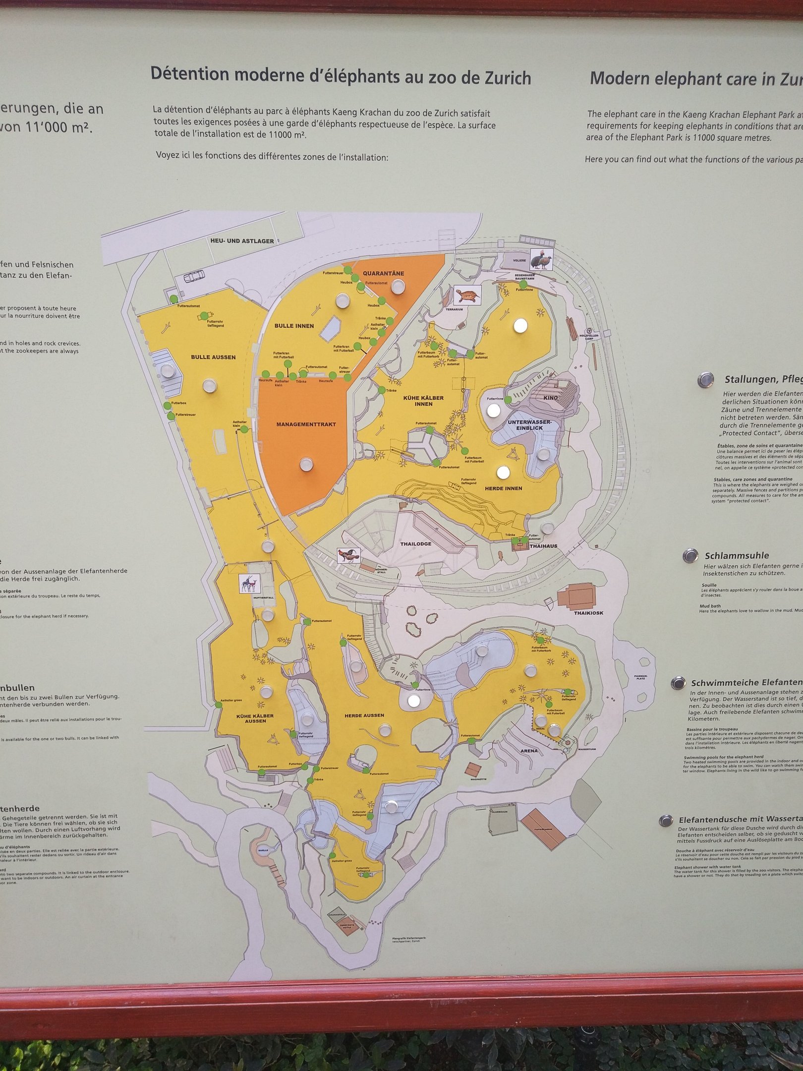 Asian Elephant complex