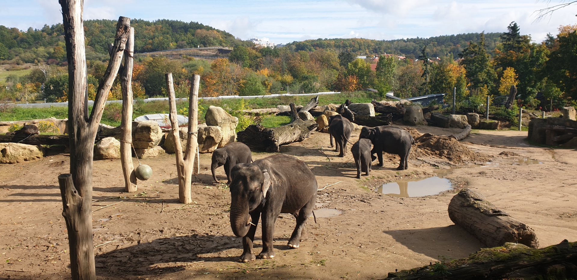 Asian Elephant complex