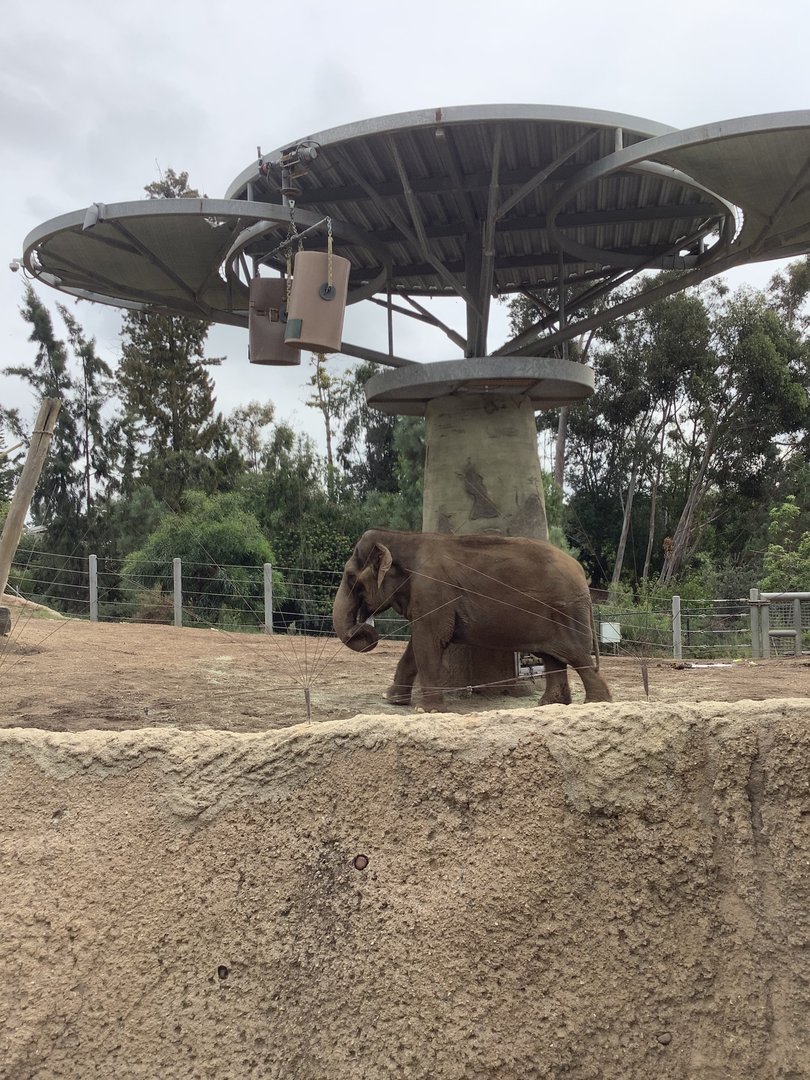 Asian Elephant Cow 10/7/21