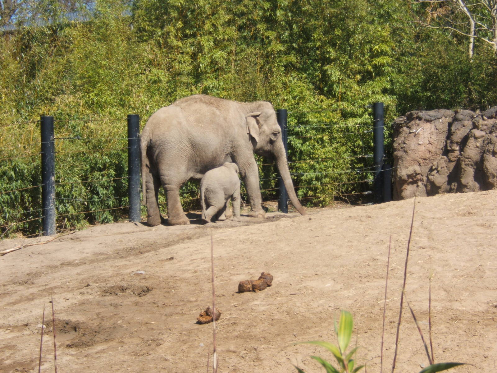 Asian Elephant cow and calf