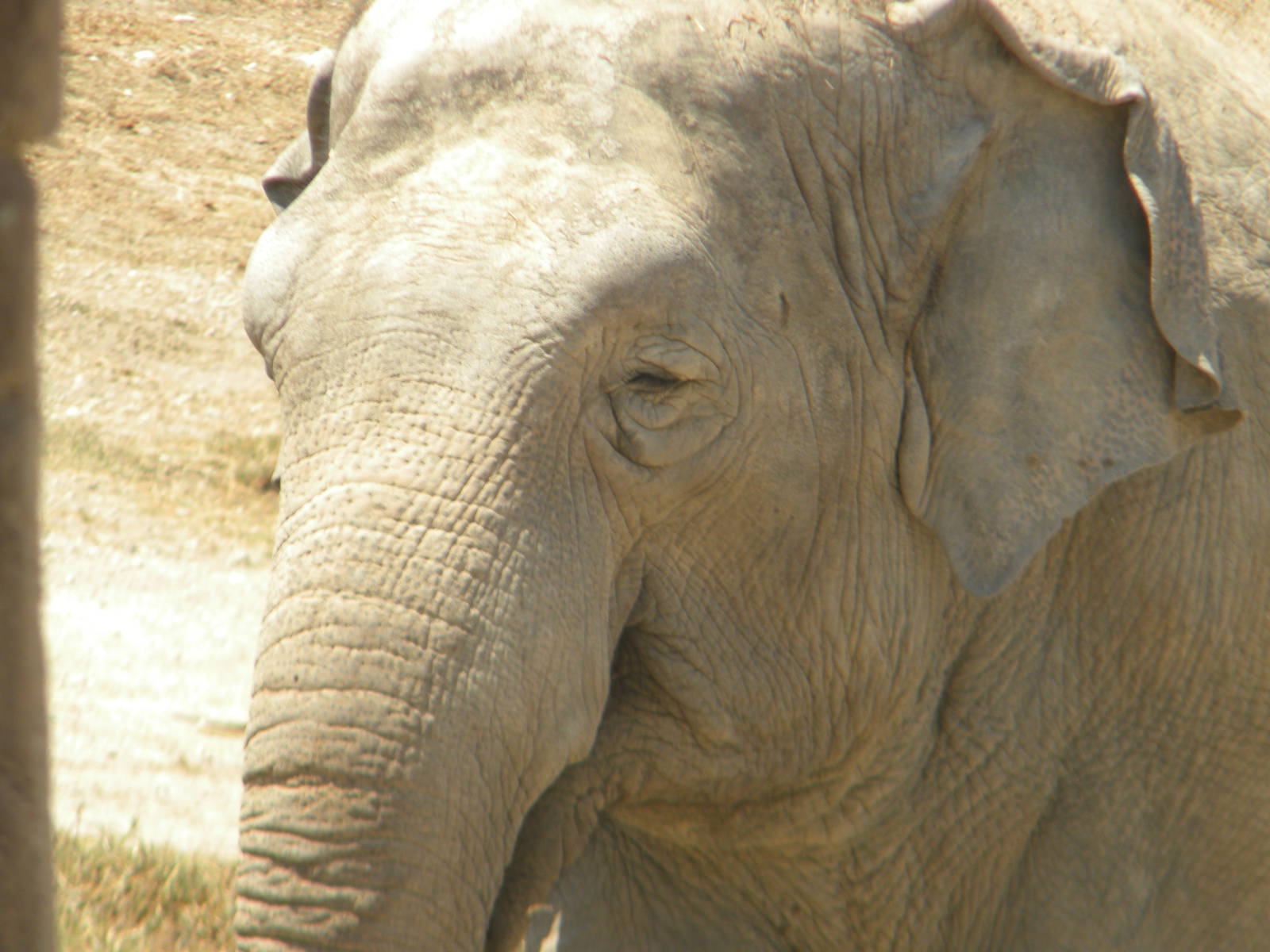 Asian Elephant cow at Terra Natura 29/07/11