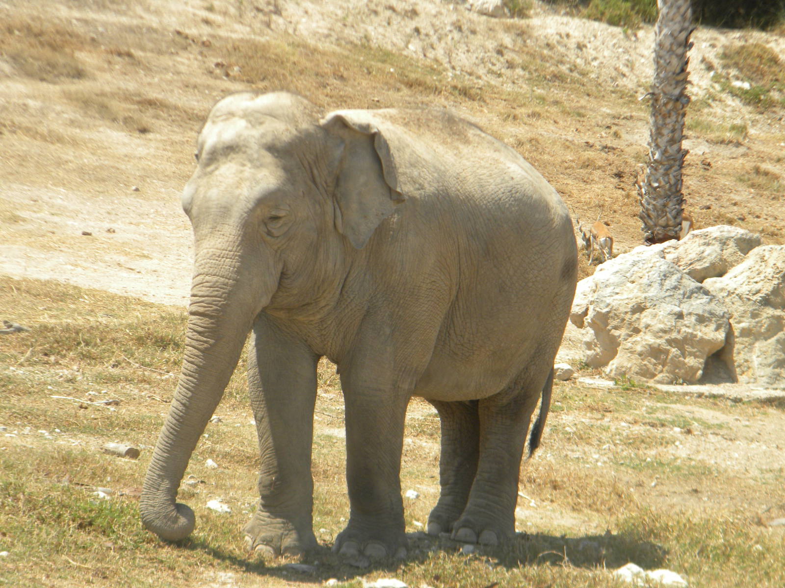 Asian Elephant cow at Terra Natura 29/07/11