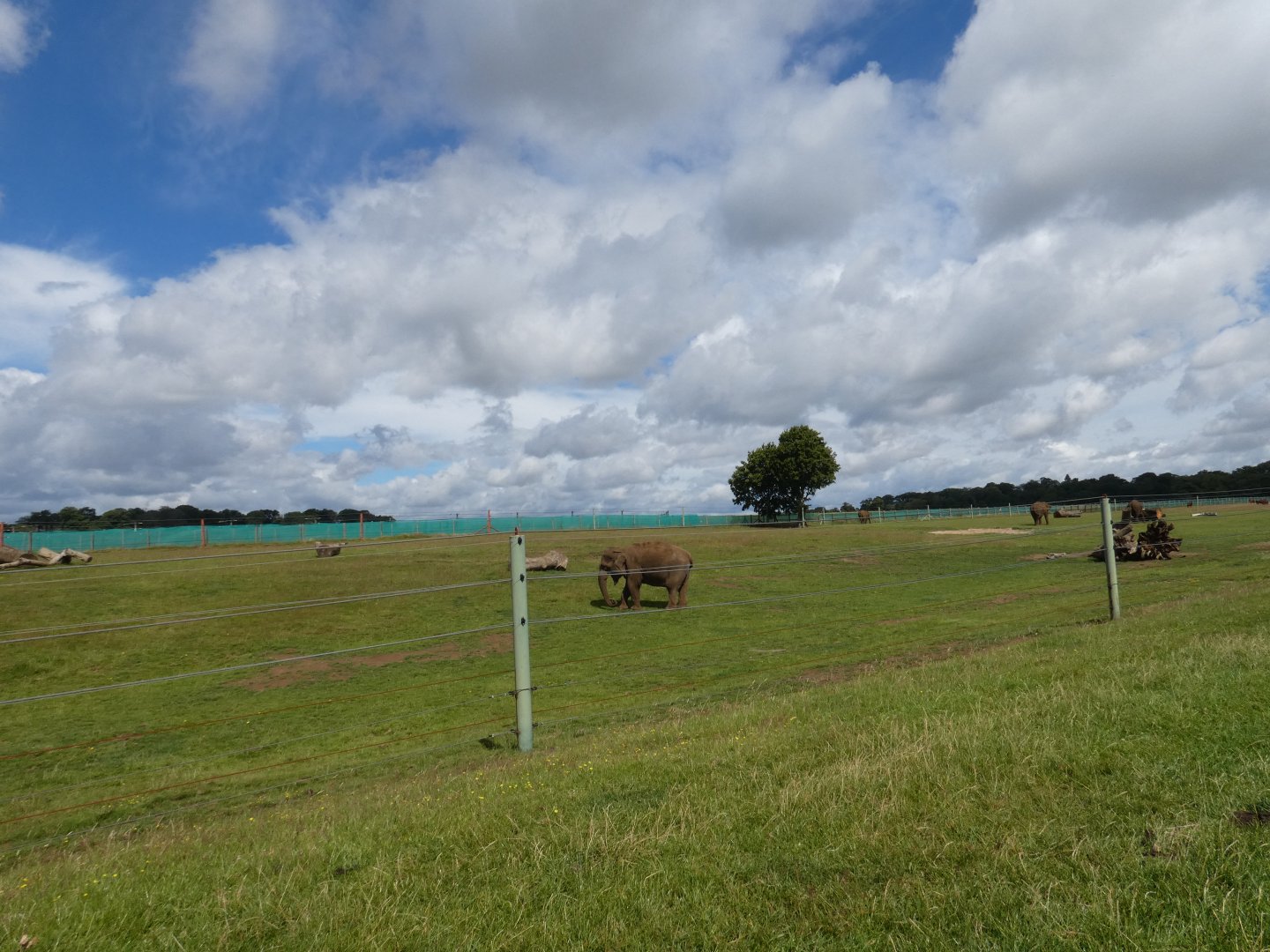 Asian Elephant cow enclosure