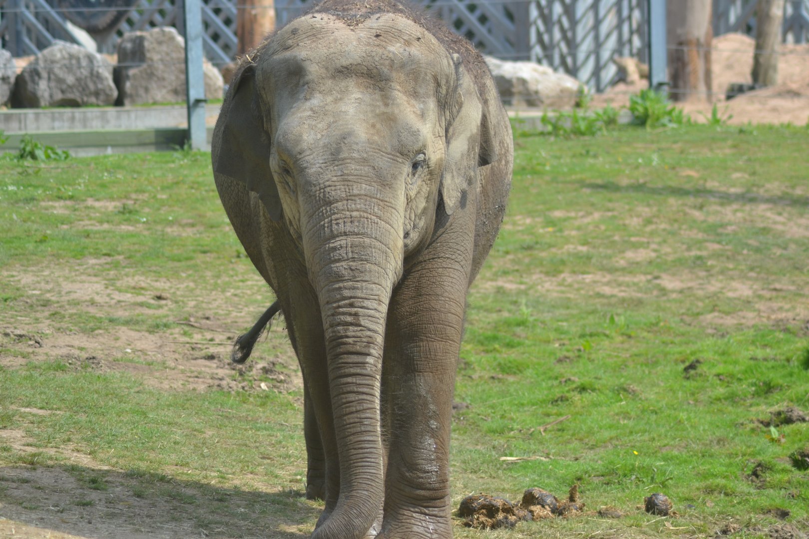 Asian elephant cow Esha