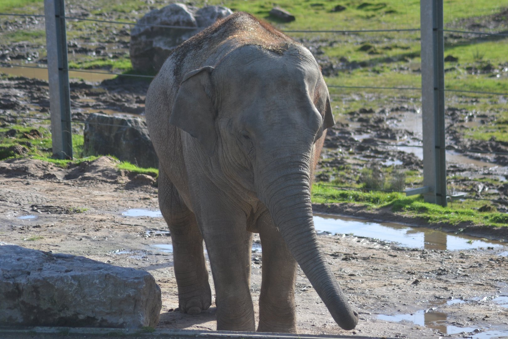 Asian elephant cow 'Esha'