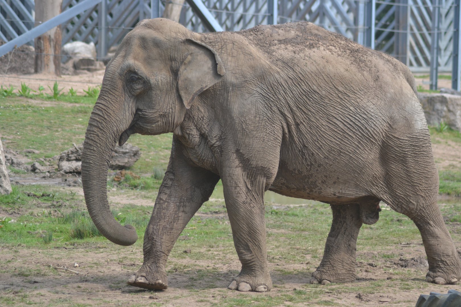 Asian elephant cow Minbu