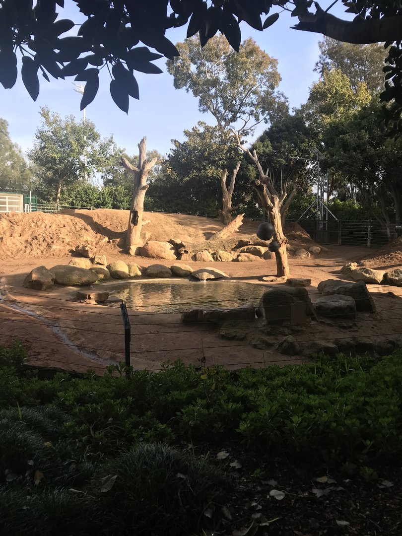 Asian Elephant cow paddock