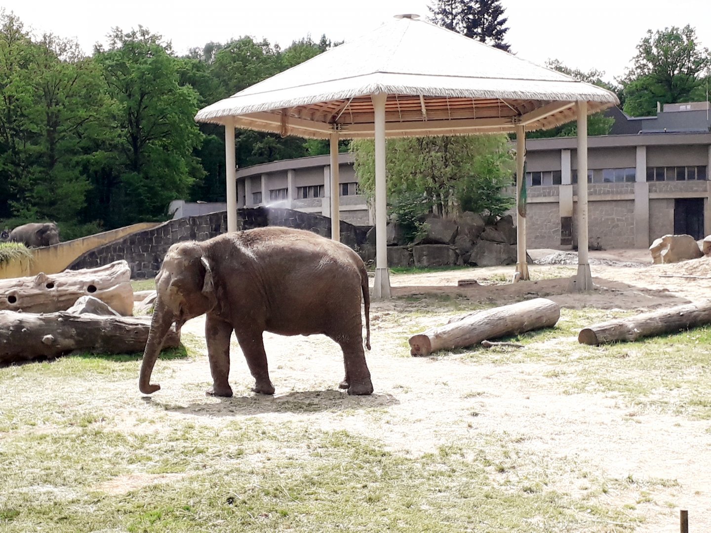 Asian elephant - cow Vishesh