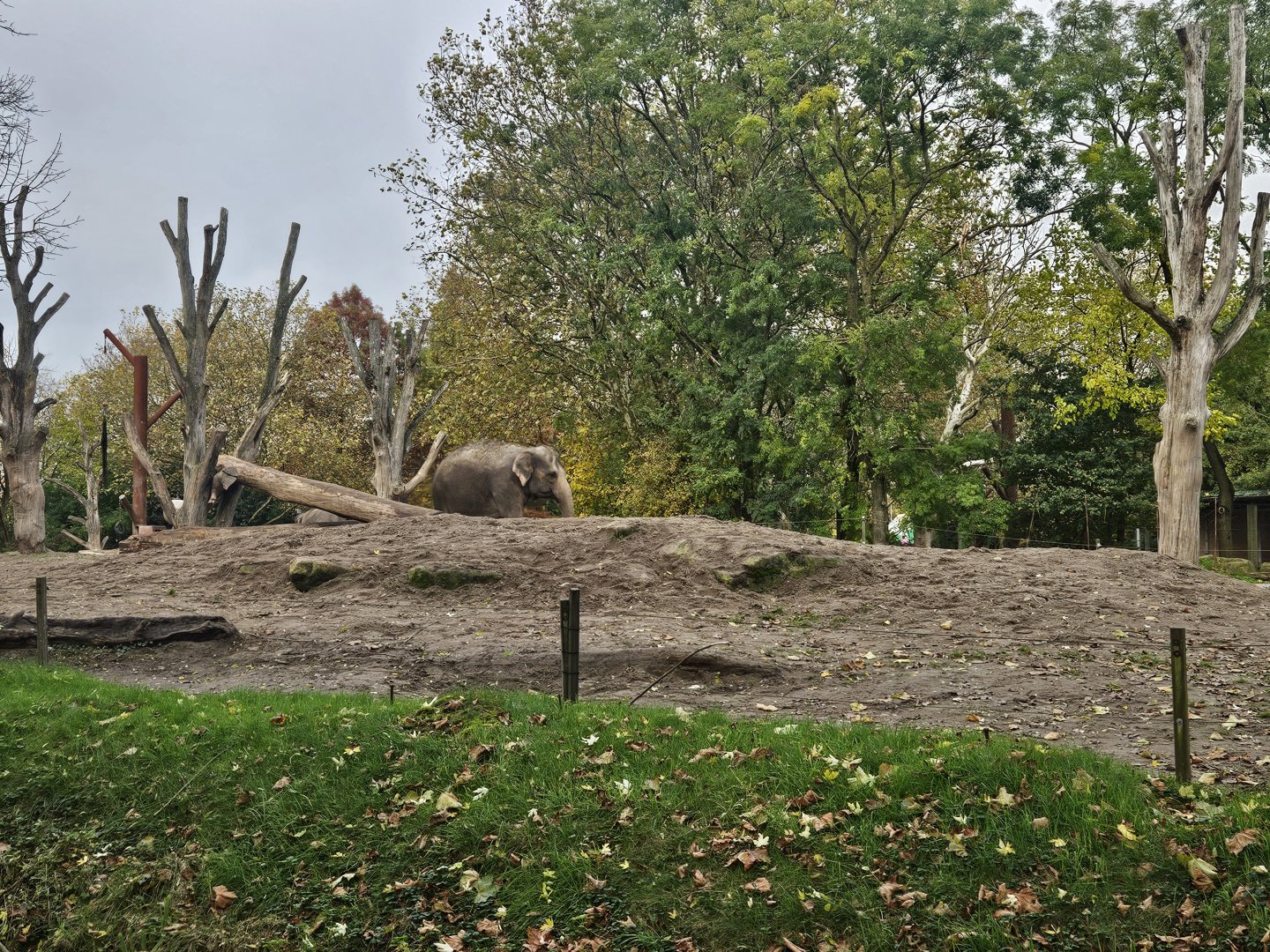Asian elephant cow yard