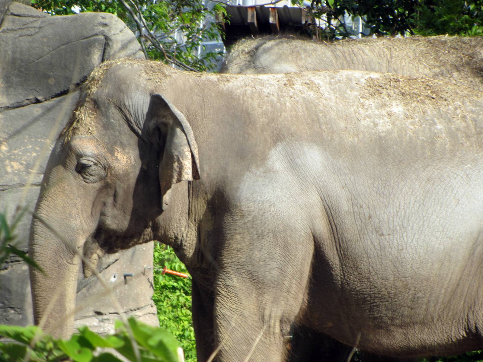 Asian Elephant Cow