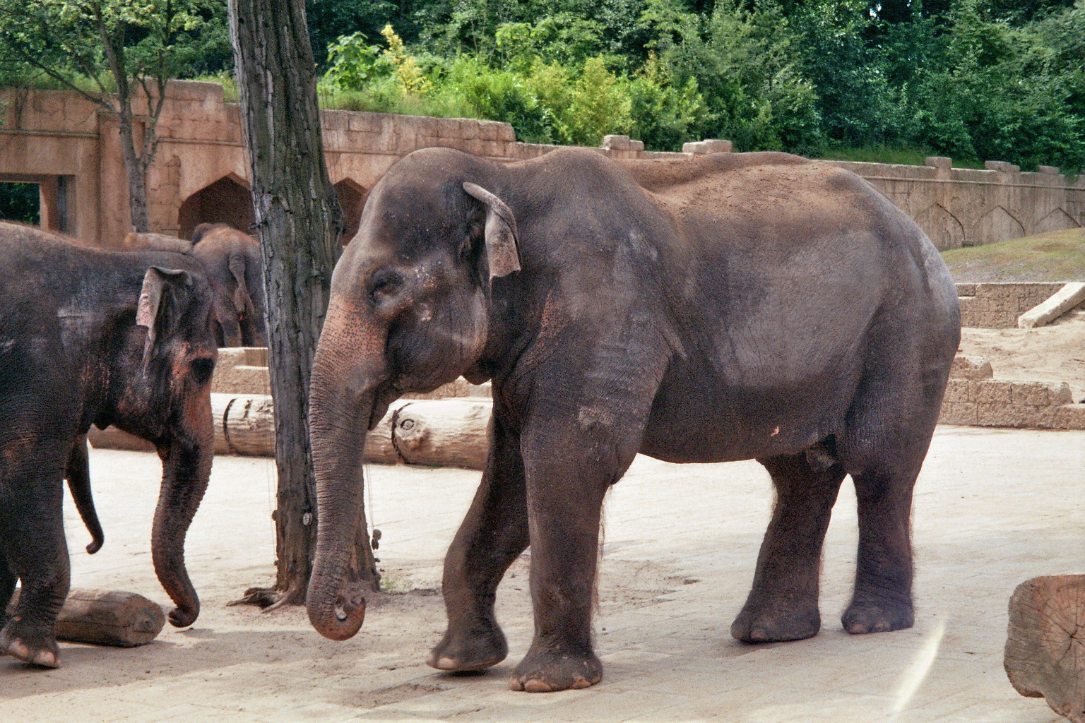 Asian elephant cow
