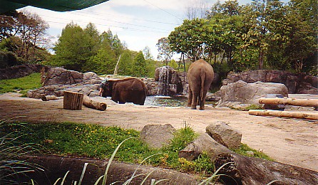 Asian elephant cows Auckland zoo 1999