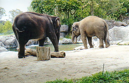 Asian elephant cows @ Auckland zoo