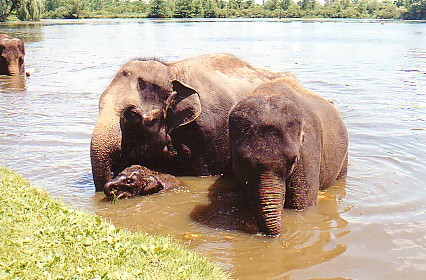Asian elephant cows calf  @ African lion park Canada 1997
