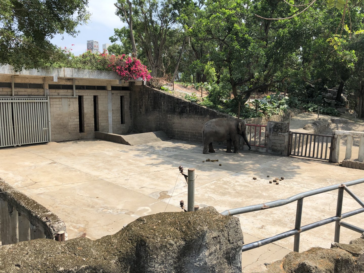 Asian Elephant (Cows) Exhibit