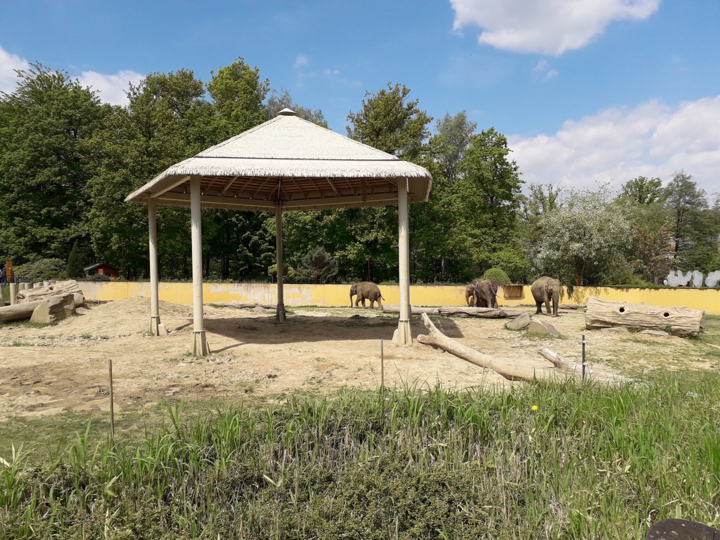 Asian elephant cows exhibit