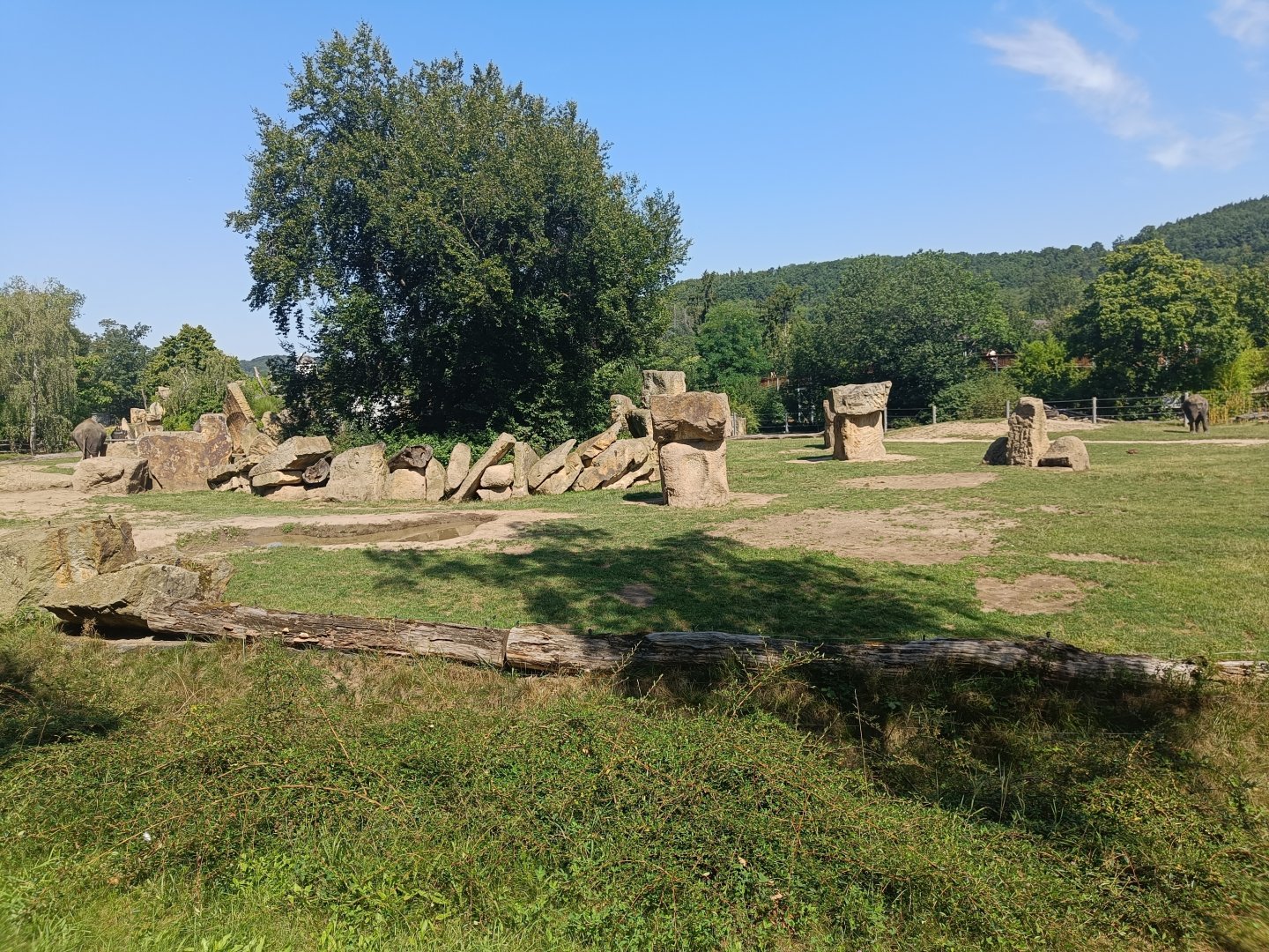 Asian Elephant cows field - Elephant Valley