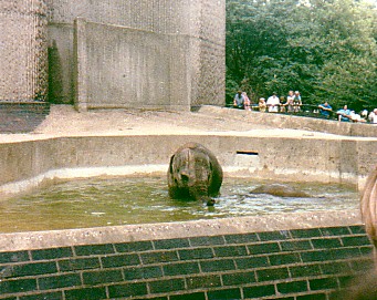 Asian elephant cows @ London zoo UK 1987