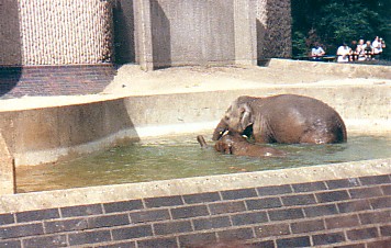 Asian elephant cows @ London zoo UK