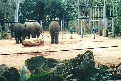 Asian elephant cows @ Perth zoo