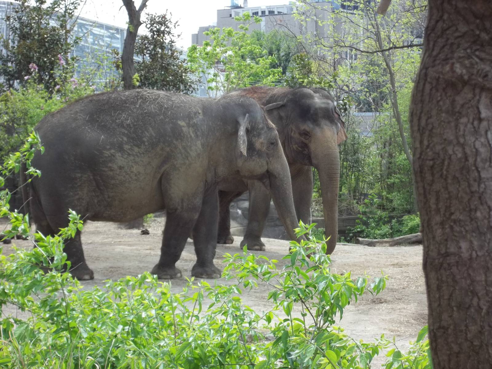 Asian Elephant Cows