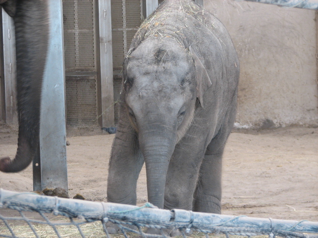 Asian elephant cub (Samu)