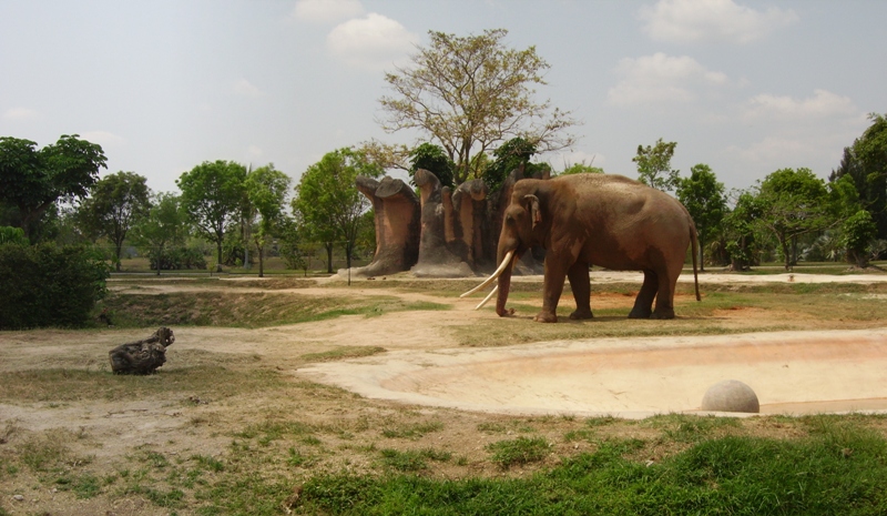 Asian Elephant - Dahlip