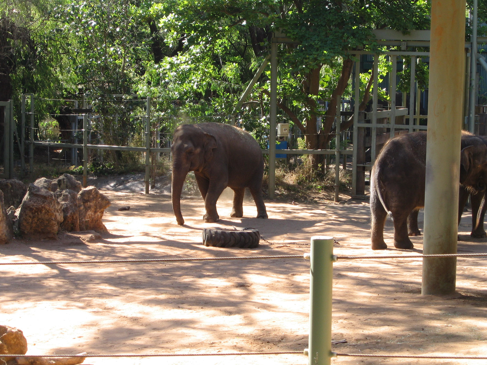 Asian Elephant - Dec 2003