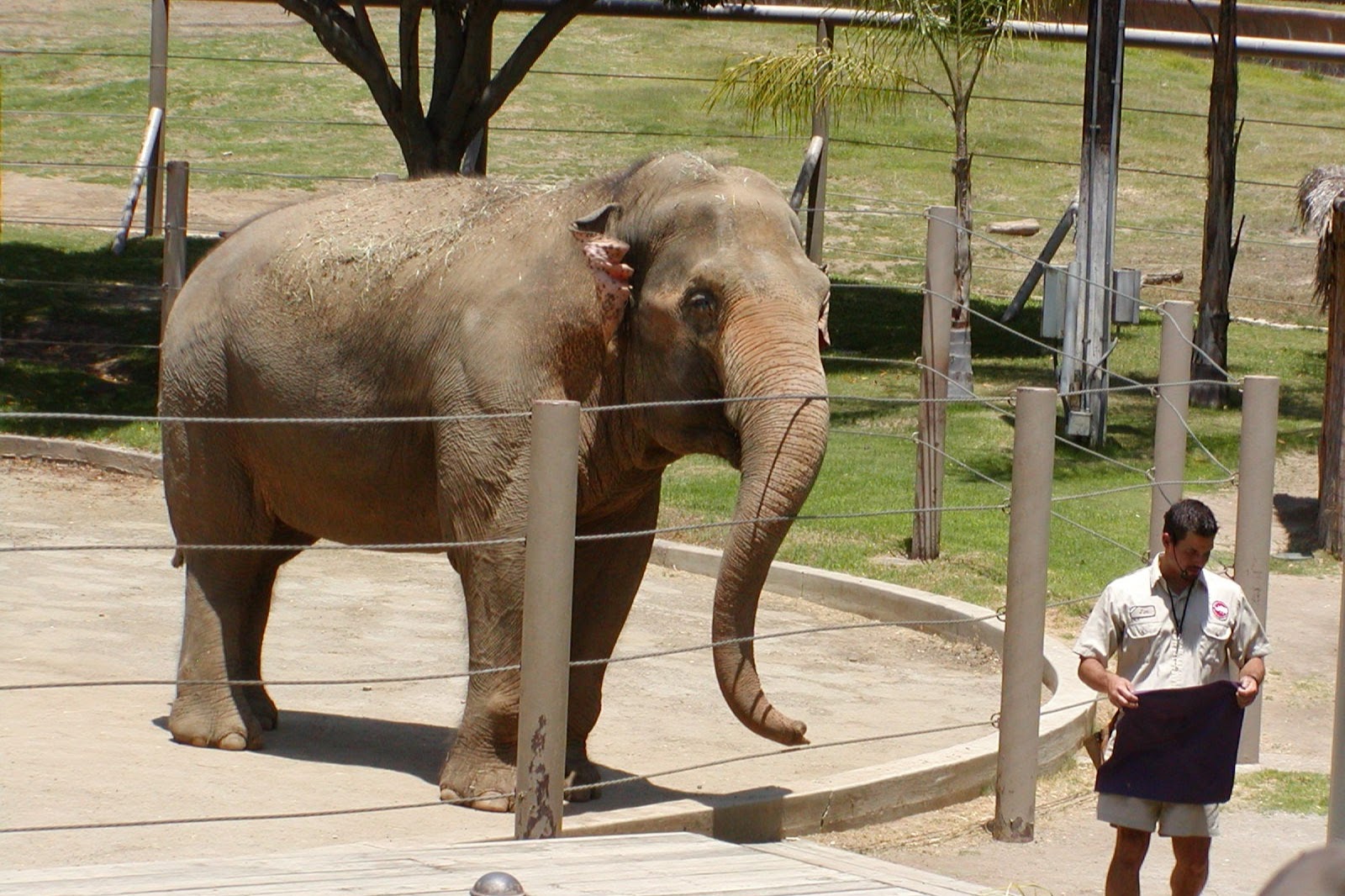 Asian Elephant demonstration