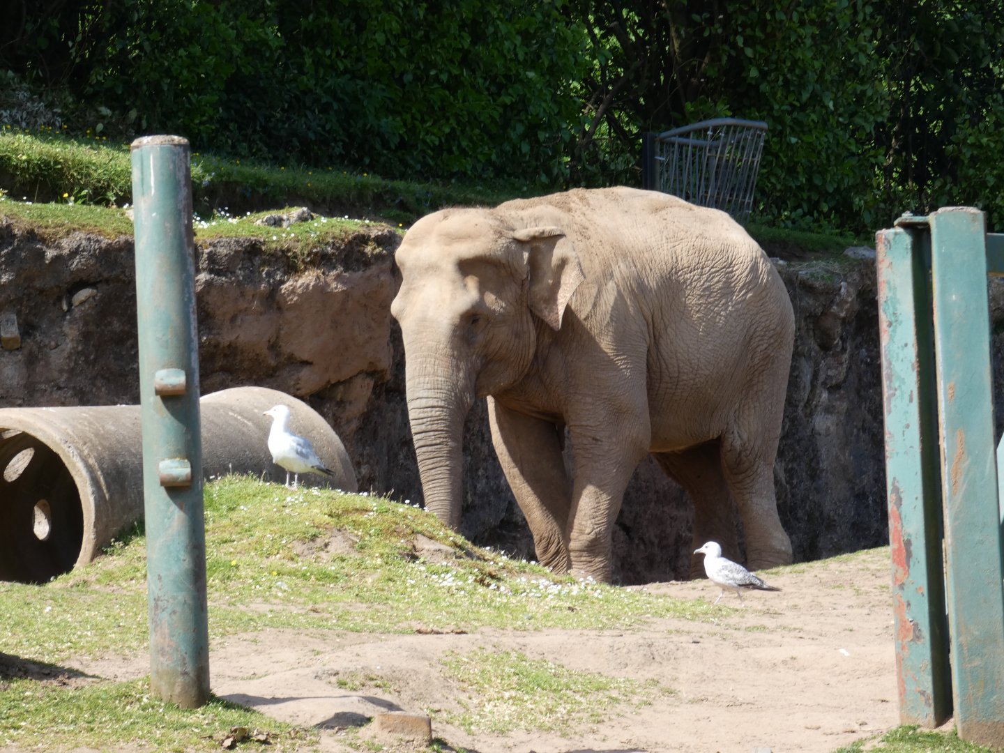 Asian elephant, 'Dhunja'