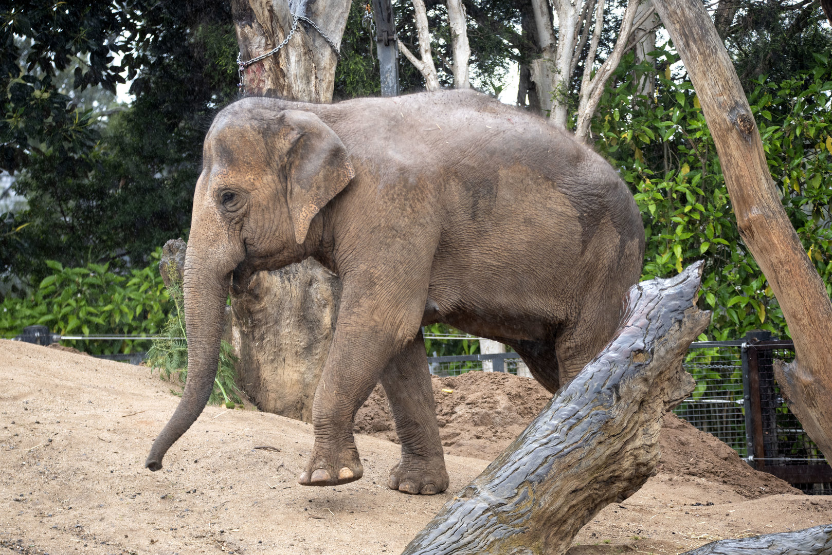 Asian elephant 'Dokkoon'