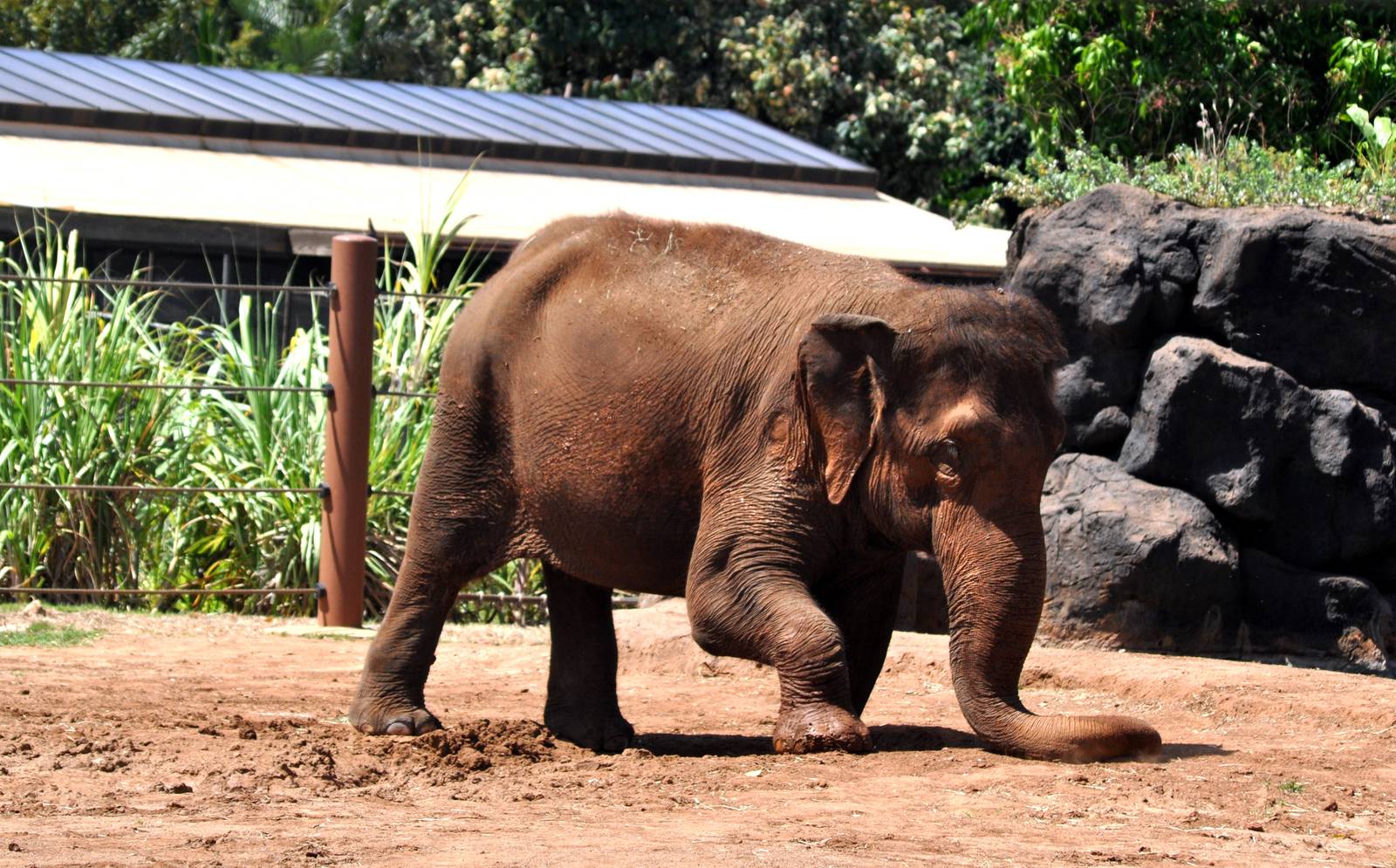 Asian Elephant drying off trunk