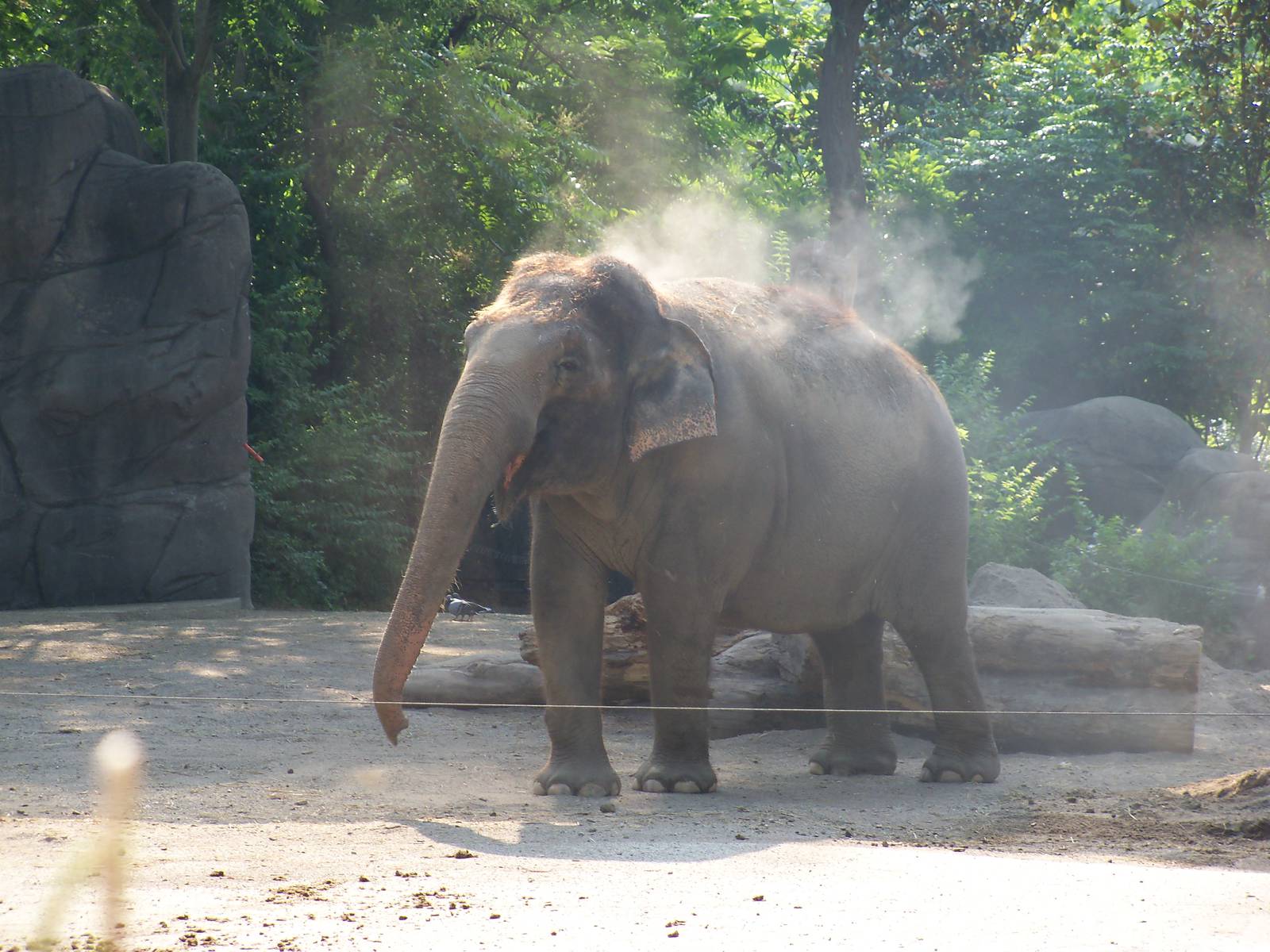 Asian Elephant Dust Bath