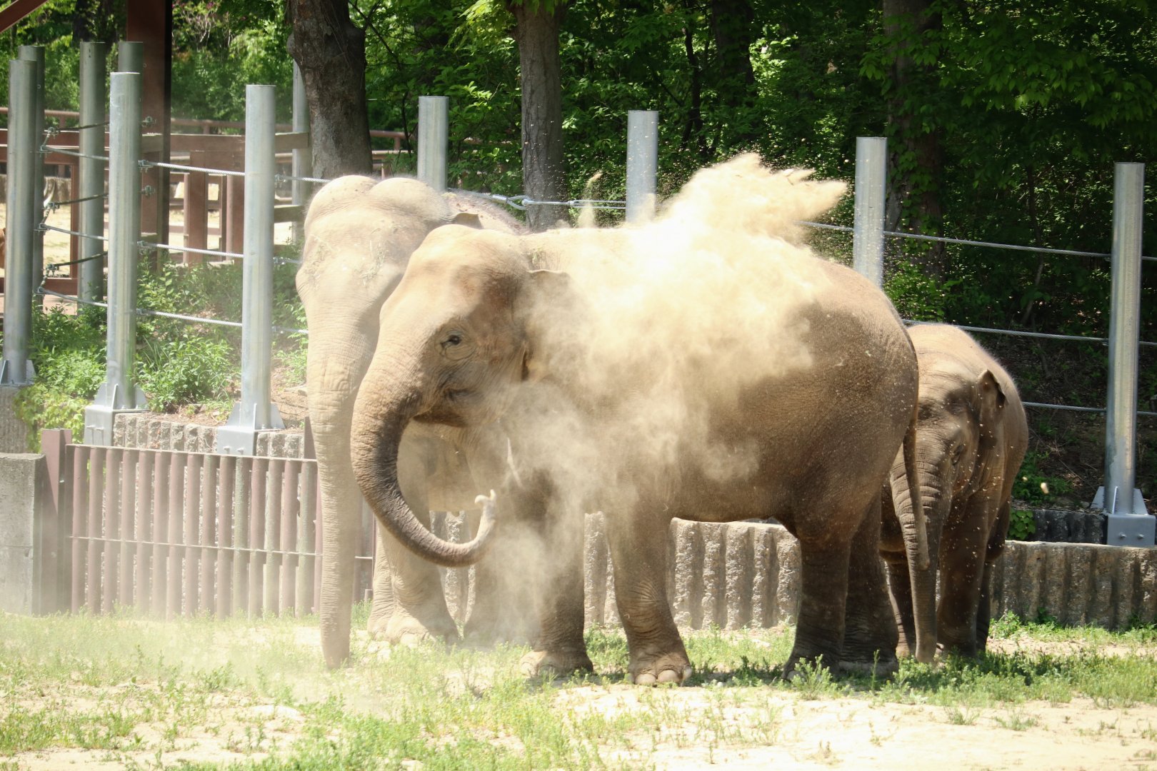 Asian Elephant dust bathing