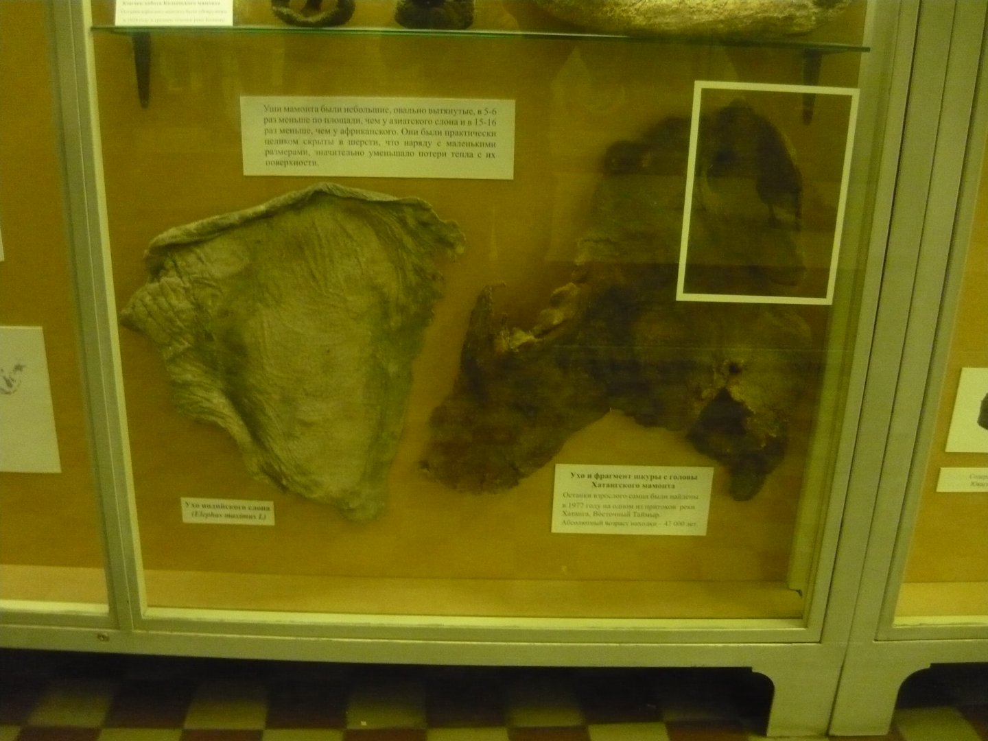 Asian elephant ear and Woolly mammoth ear
