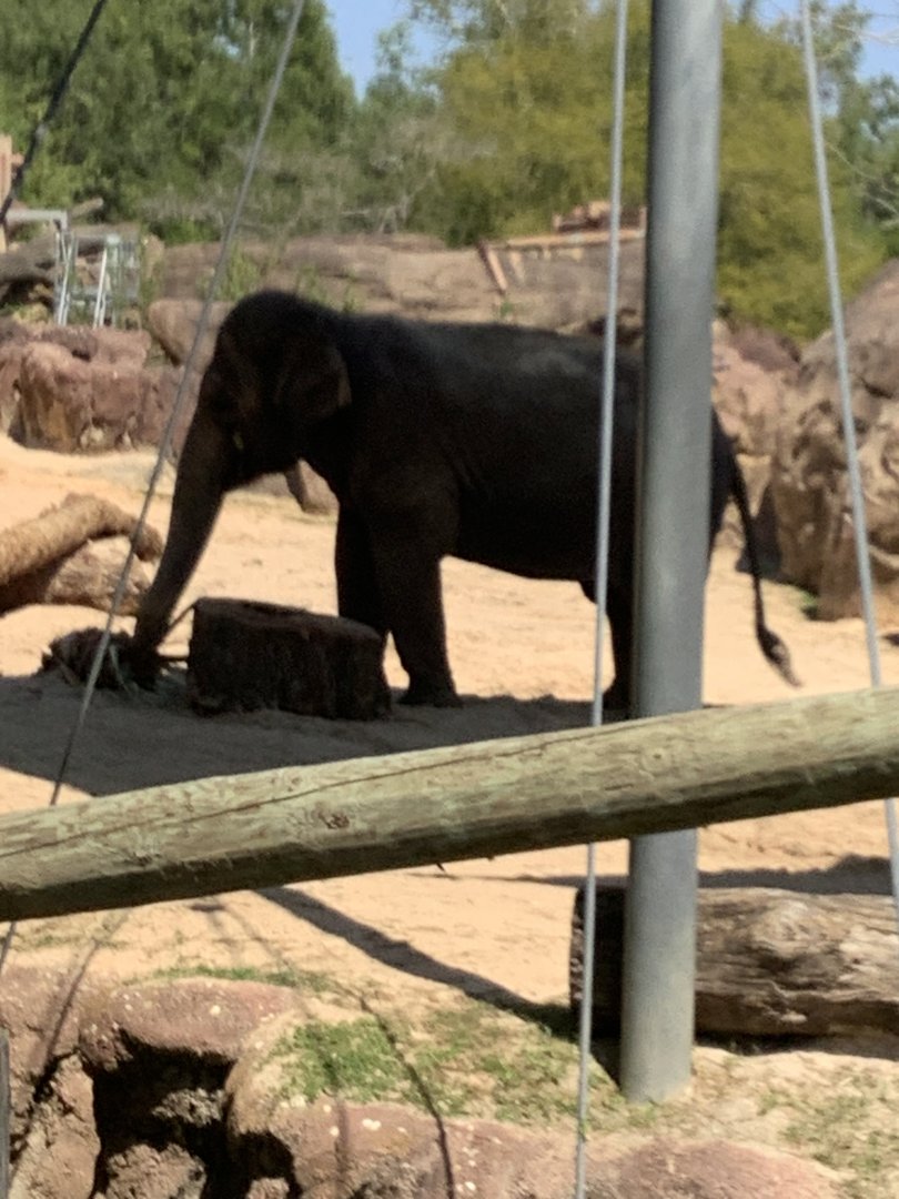 Asian Elephant eating in shade 3/21/24