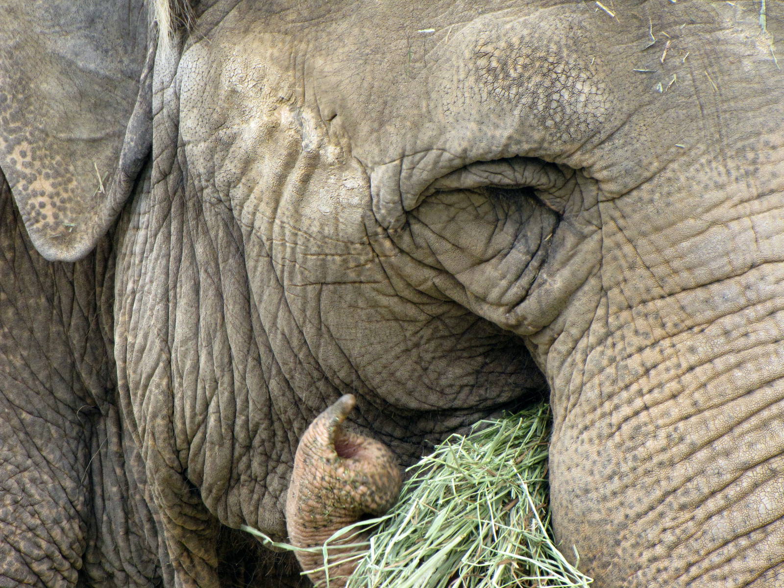 Asian Elephant Eating
