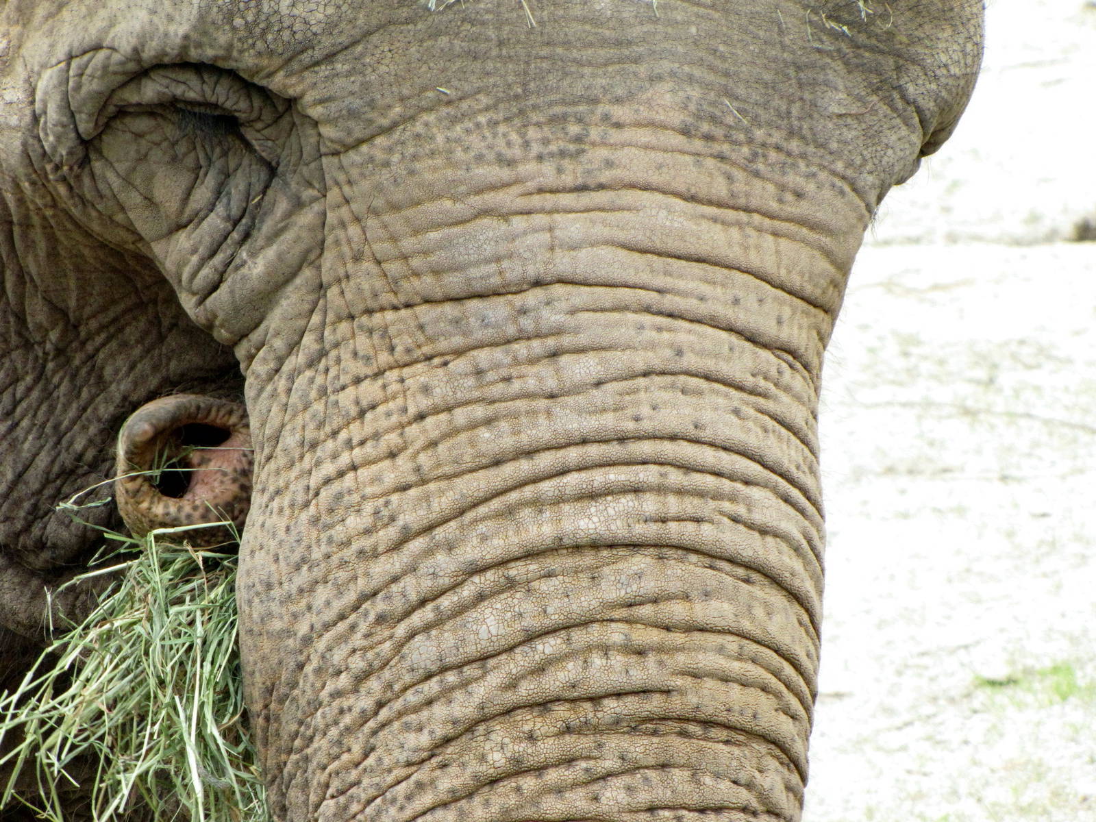 Asian Elephant Eating