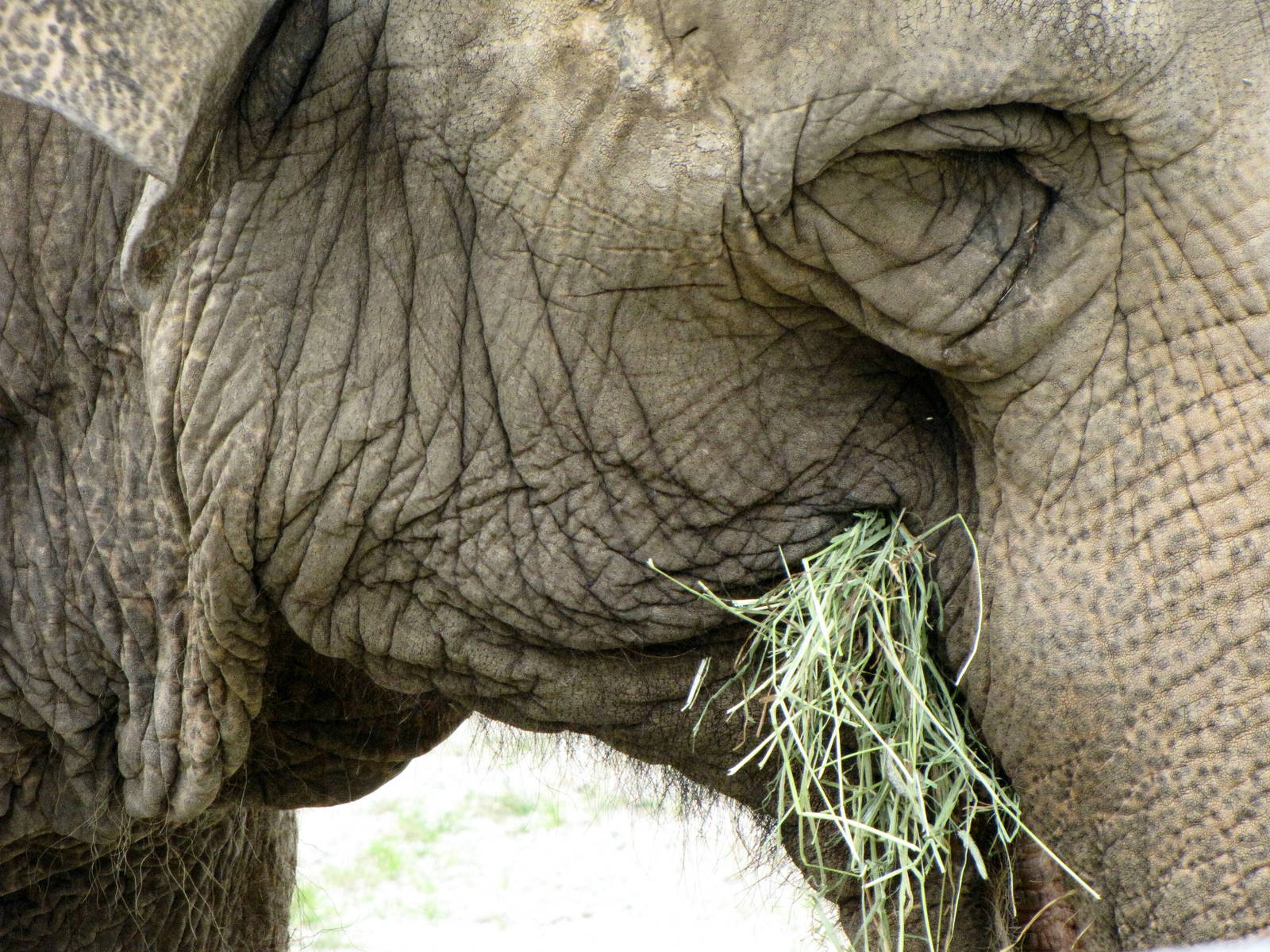 Asian Elephant Eating