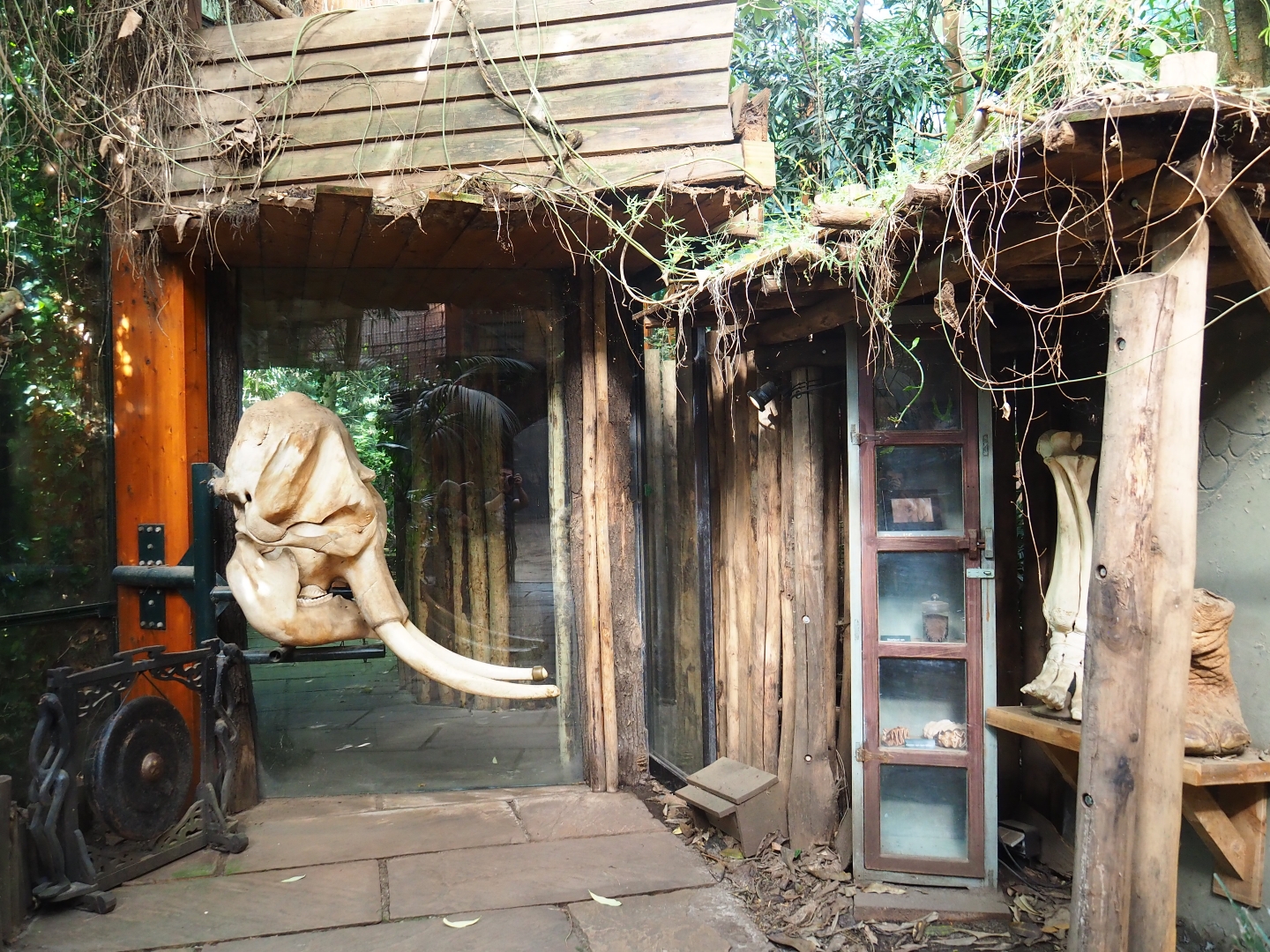 Asian elephant educational displays