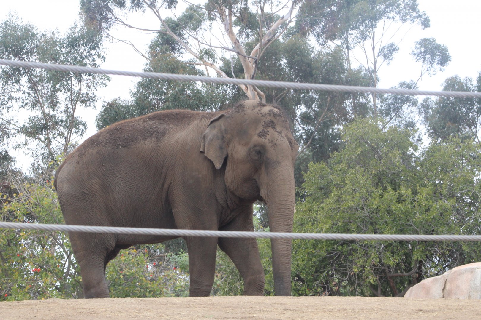 Asian Elephant - Elaphant Odyssey