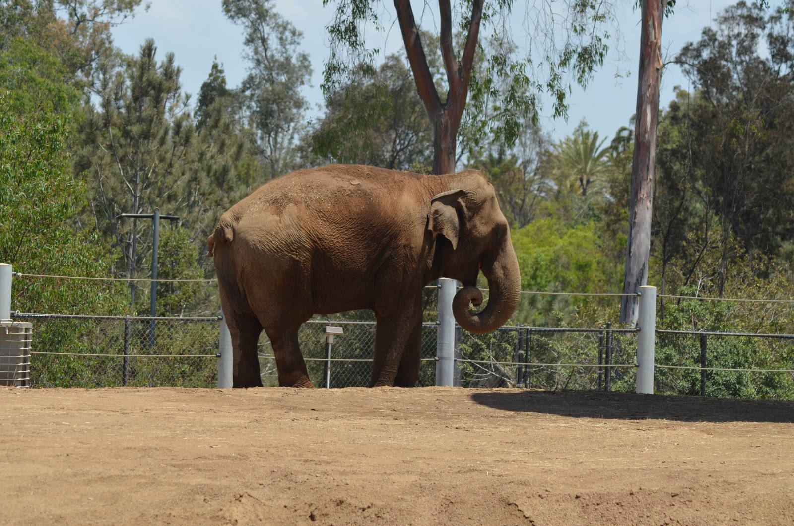 Asian Elephant - Elephant Odyssey