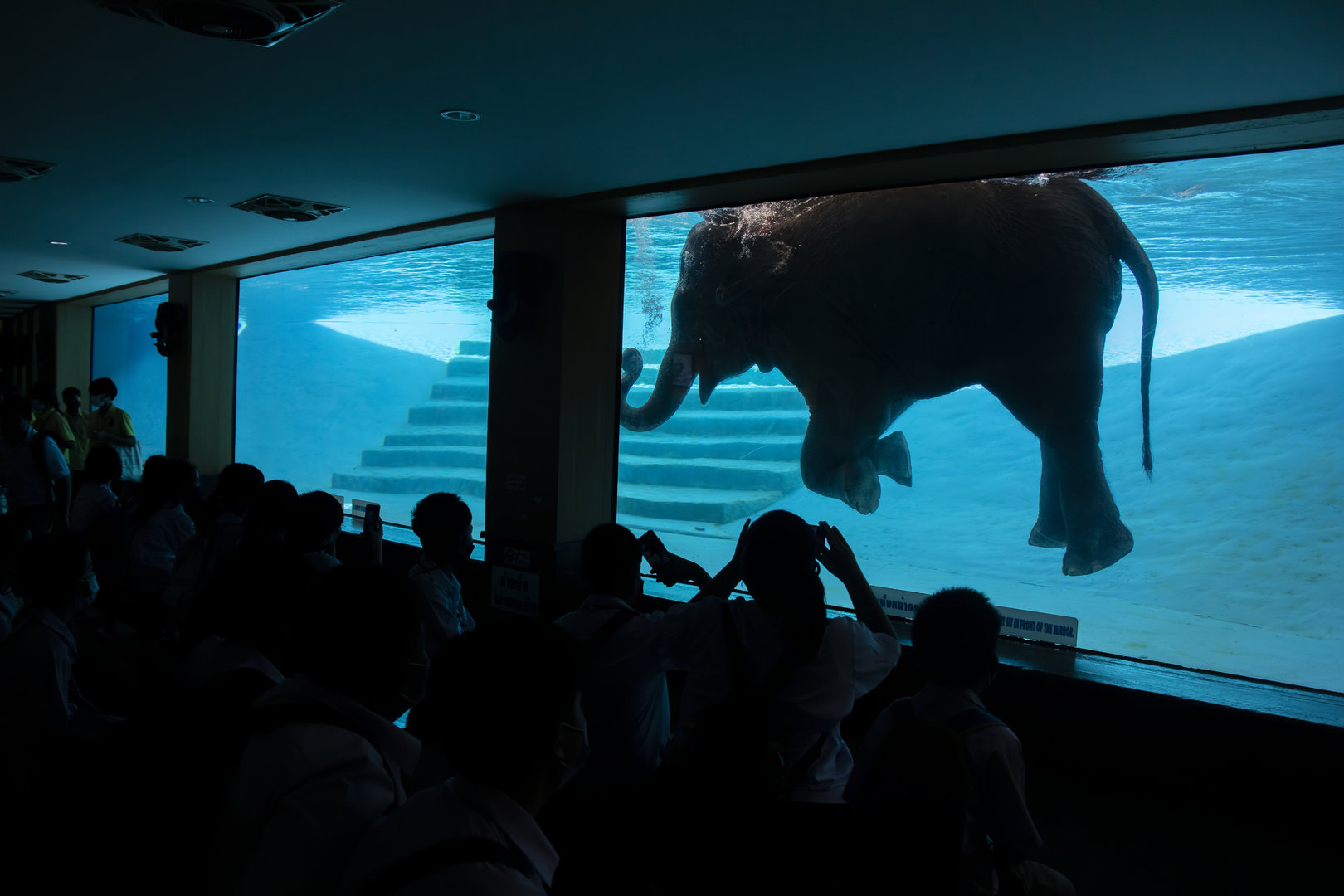 Asian elephant (Elephas maximu) swimming