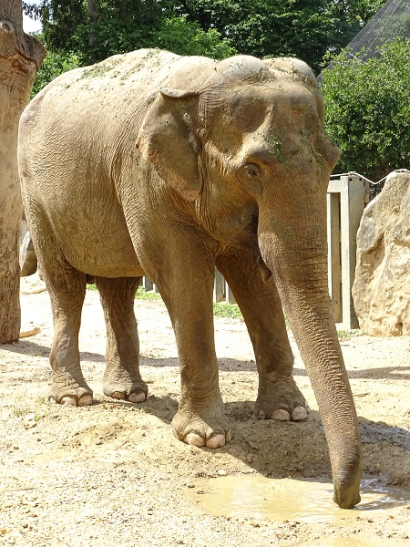Asian elephant (Elephas maximus) (07/22)