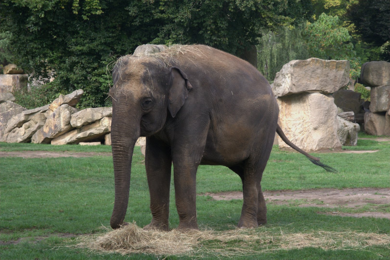 Asian Elephant (Elephas maximus), 12-09-25