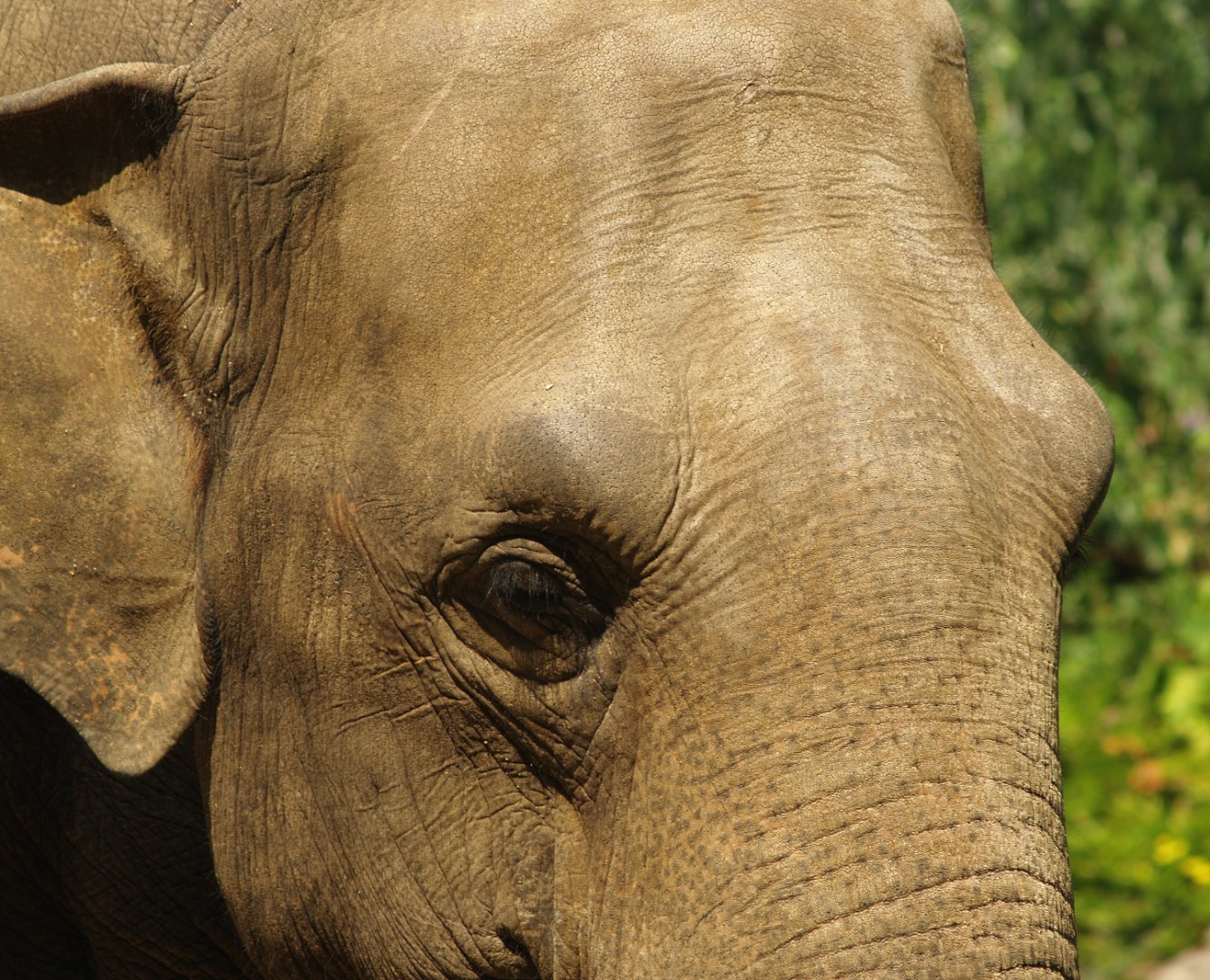 Asian elephant (Elephas maximus), 2006-07-08