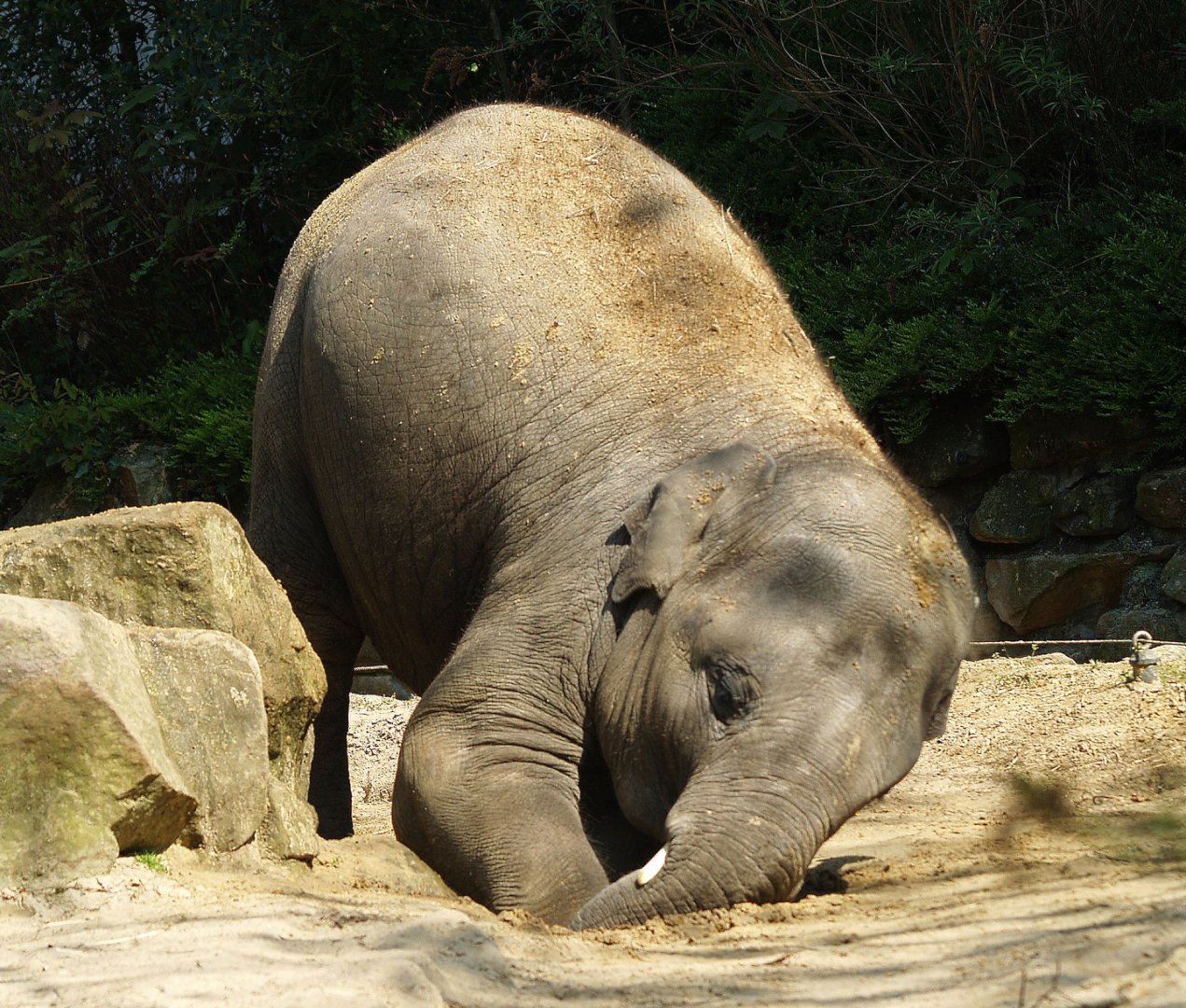 Asian elephant (Elephas maximus), 2009-04-19