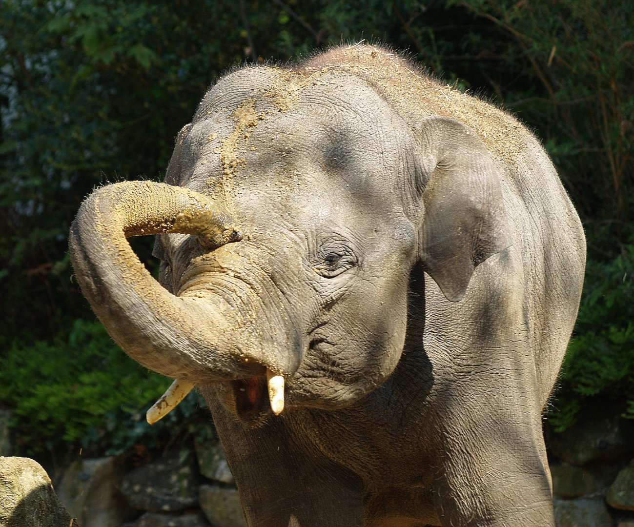 Asian elephant (Elephas maximus), 2009-04-19