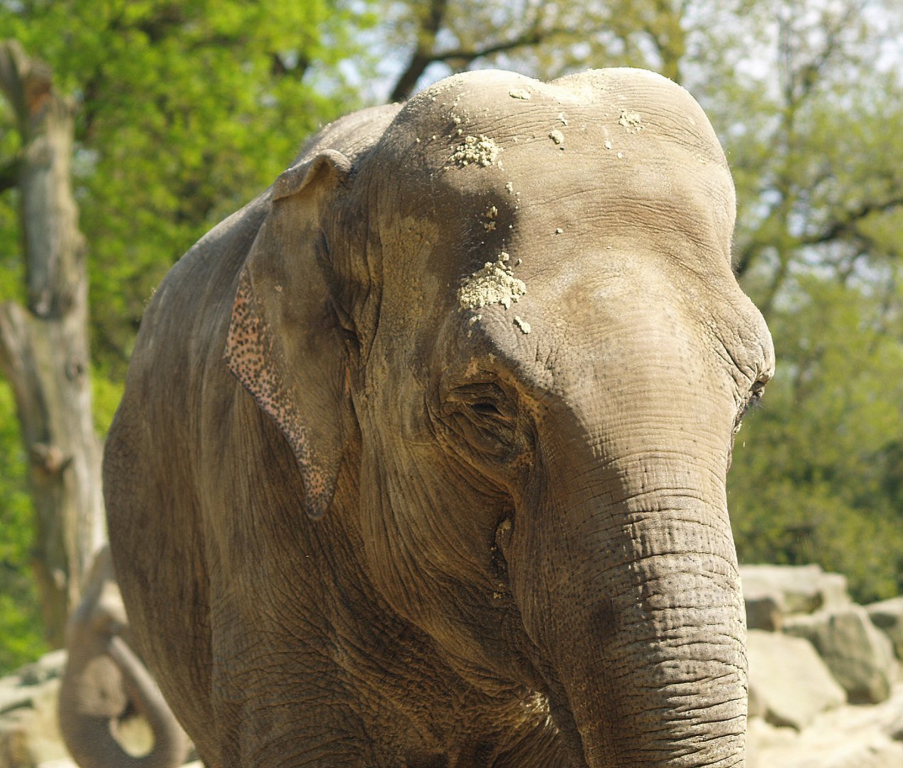 Asian elephant (Elephas maximus), 2009-04-19