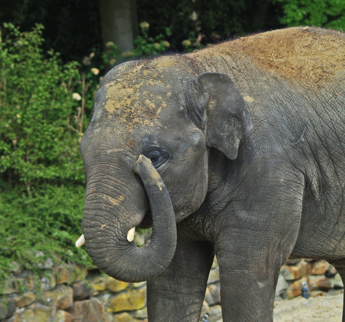 Asian elephant (Elephas maximus), 2009-04-19